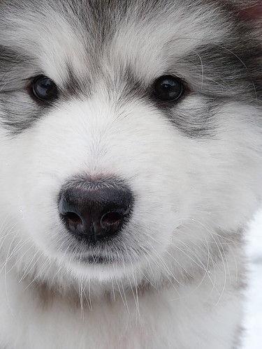 【免費解謎App】Puzzle Alaskan Malamute Game-APP點子