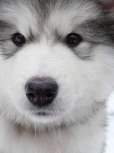 How to mod Puzzle Alaskan Malamute Game 1.0 apk for pc