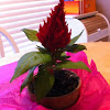 Celosia