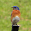 Eastern Bluebird