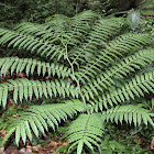 Evergreen Fern