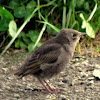 European Starling,juvenile