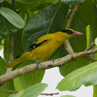 Black-naped Oriole