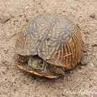 Western Box Turtle