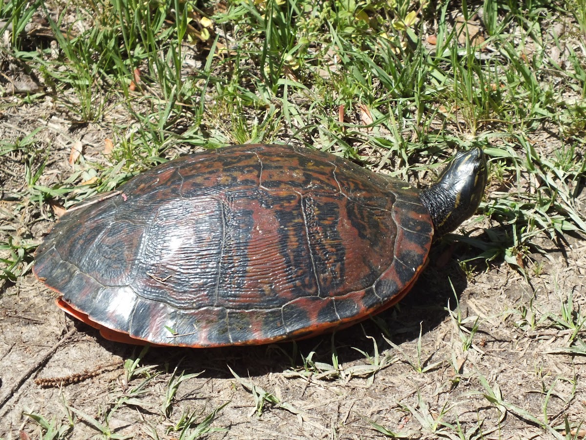 Northern Red-Bellied Cooter