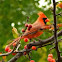 Northern Cardinal