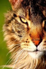 Wild Animals Wallpaper HD