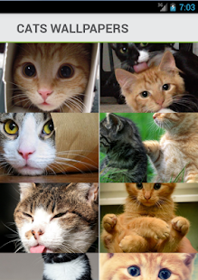 Free Cats Wallpapers Backgrounds APK for Android