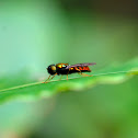 soldier fly