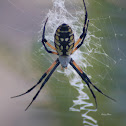 Spider Black-and yellow  Argiope
