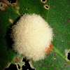 Fuzzy Oak Gall