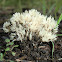 Spiky Coral fungus