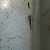 Damsel fly larva