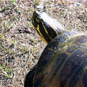Florida yellow belly turtle