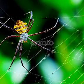 by Arul Arul - Animals Insects & Spiders