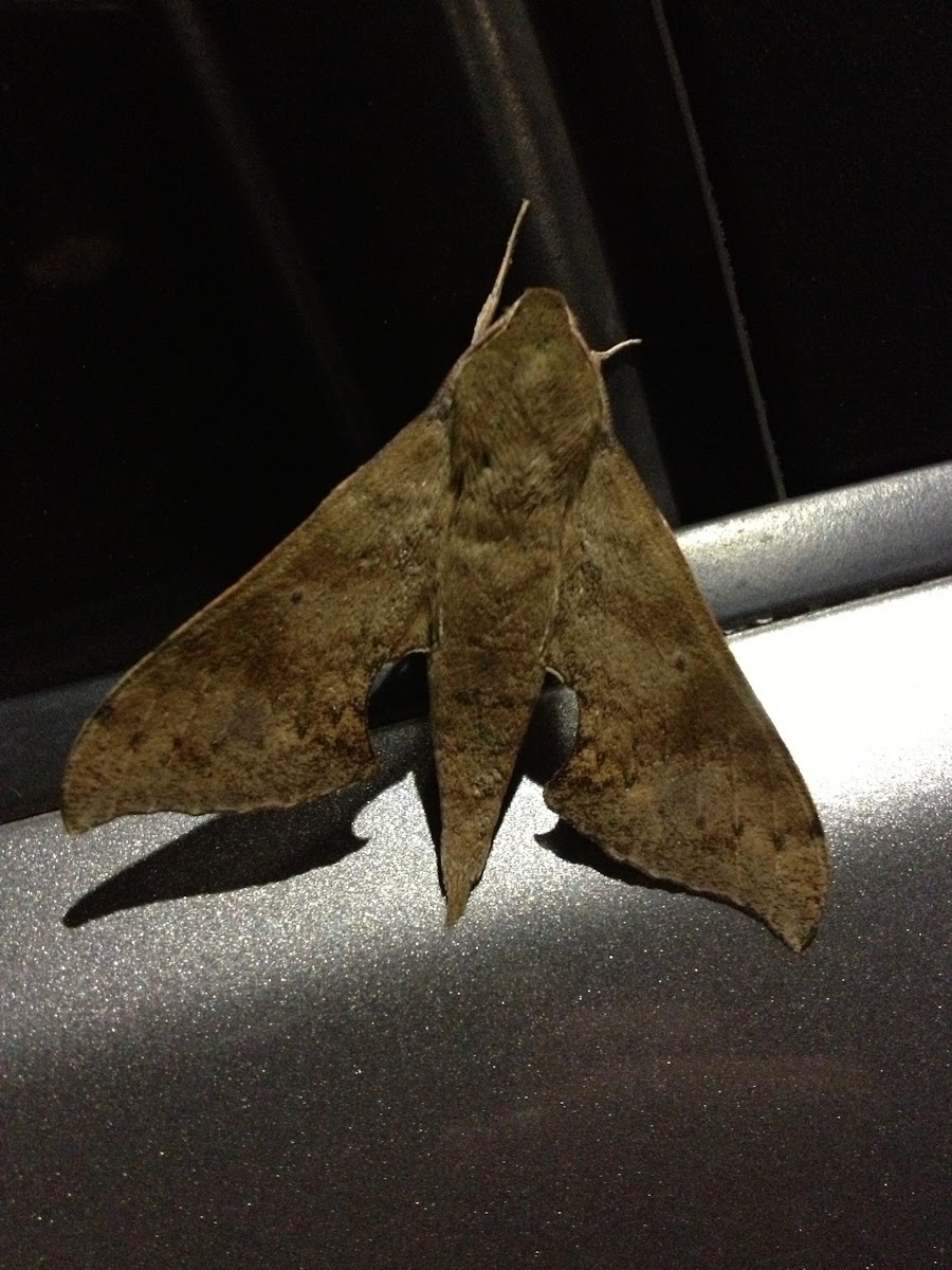 Xylophanes sphinx moth