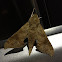 Xylophanes sphinx moth