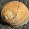 Lewis's Moon Snail