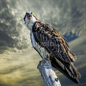 Osprey at sunrise by Sandy Scott - Digital Art Animals