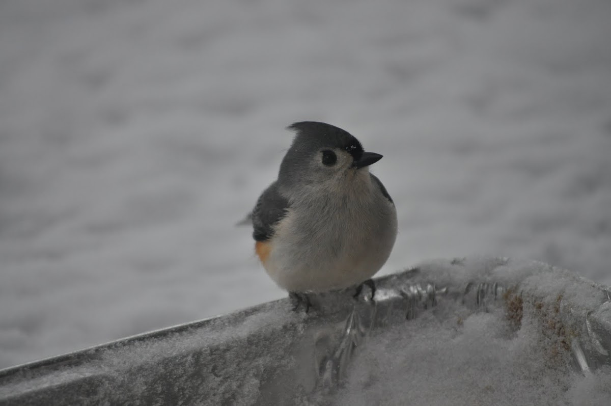 Tufted Titmouse