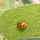 12-Spotted Ladybird Beetle