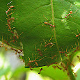 Ants of Maharashtra & Madhya Pradesh