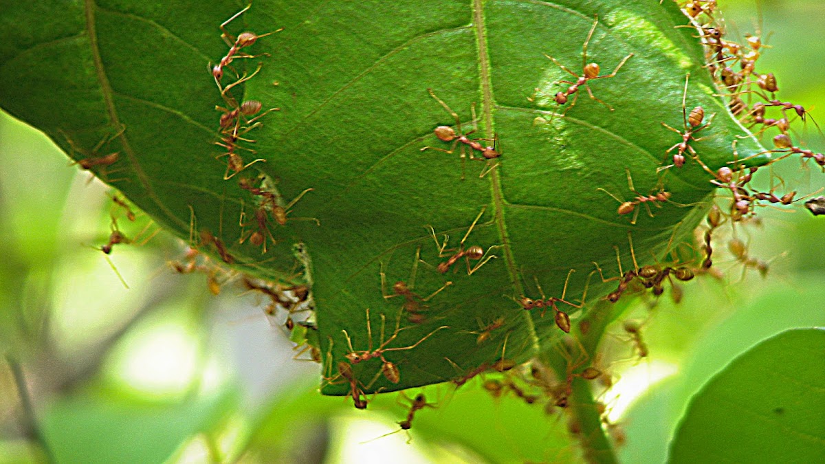 Weaver ants or Green ants Project Noah