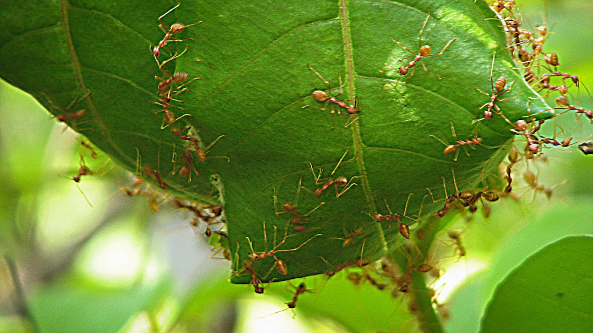 Weaver ants or Green ants