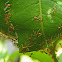 Weaver ants or Green ants