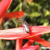 Dialictus Sweat Bee - Male