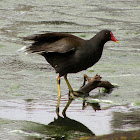 Common Moorhen