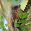 Red-tailed Squirrel 