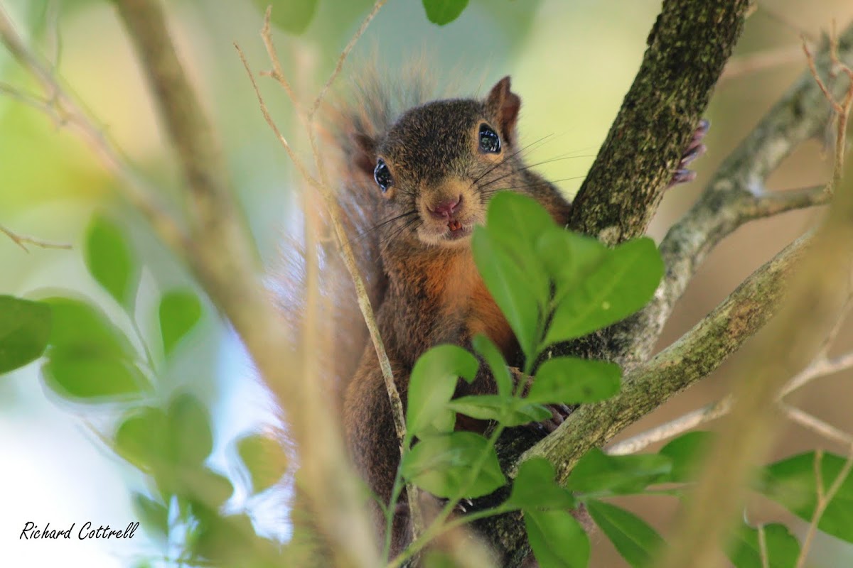 Red-tailed Squirrel 