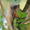 Red-tailed Squirrel 