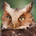 Formosan Mountain Scops Owl