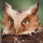 Formosan Mountain Scops Owl