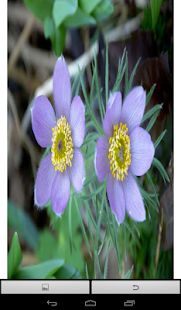 Download Beautiful Flowers Wallpaper APK for PC