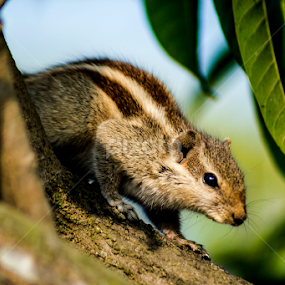 by Avik Mondal - Animals Other
