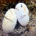 Leopard gecko eggs