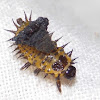 Tortoise Beetle larva