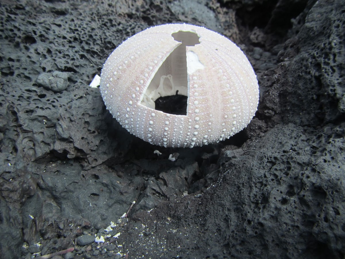 Remains of a sea urchin