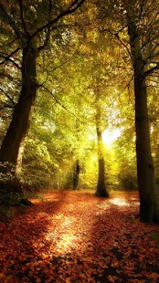 forest play 3d install