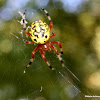 Marbled orb weaver