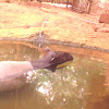 asian tapir