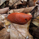 Red slug