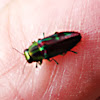Small jewel beetle