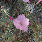 Mallow bindweed