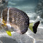 whitespotted surgeonfish