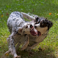 by Andrew Lawlor - Animals - Dogs Playing
