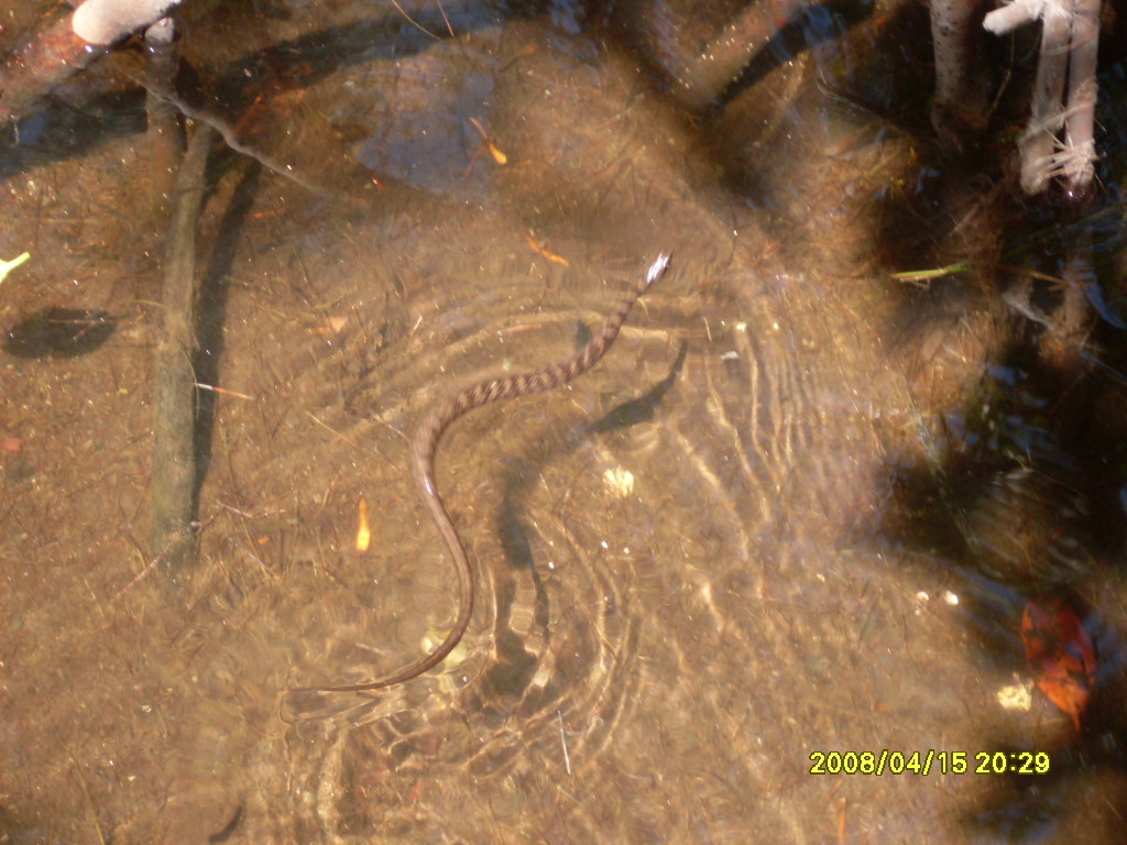 Banded Water Snake